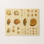 Vintages Mollusk Seashells Puzzle (Horizontal)