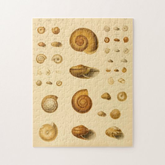 Vintages Mollusk Seashells Puzzle (Vertikal)