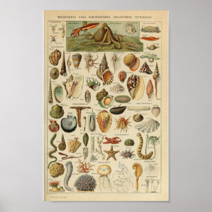Vintages Molluskeschalentierozean-Tierplakat Poster