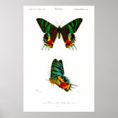 Vintages Moth-Poster aus Madagaskar Poster (Vorne)