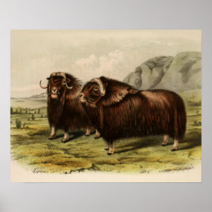 Vintages Muskoxen Poster