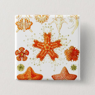 Vintages Naturalist Image von Starfish (Asteroidea Button