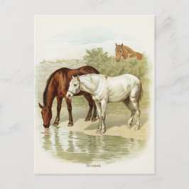 Vintages niedliches Pferd Postkarte