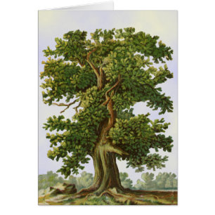 Vintages Oak Tree Art Leere Karte