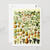 Vintages Obst Botanische Illustration Postkarte (Vorne/Hinten)