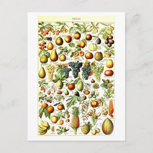 Vintages Obst Botanische Illustration Postkarte (Vorderseite)