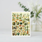 Vintages Obst Botanische Illustration Postkarte (Stehend Vorderseite)