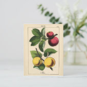 Vintages Obst Botanische Schrift Postkarte (Stehend Vorderseite)