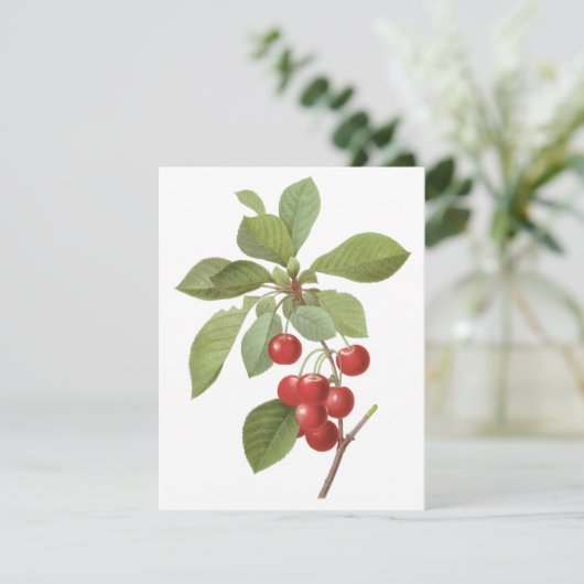 Vintages Obst, Kirschen von Redoute Einladung (Stehend Vorderseite)