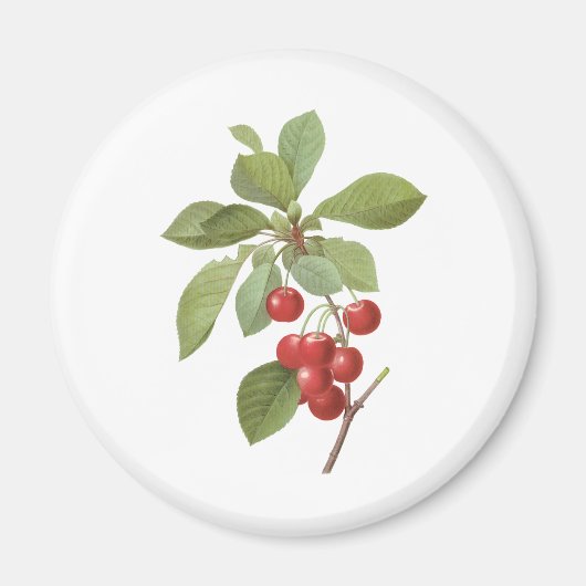 Vintages Obst Kirschkost, Kirschen von Redoute Magnet (Vorne)