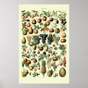 Vintages Obst von Adolphe Millot Poster