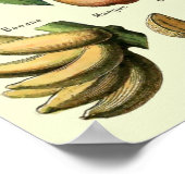 Vintages Obst von Adolphe Millot Poster (Ecke)