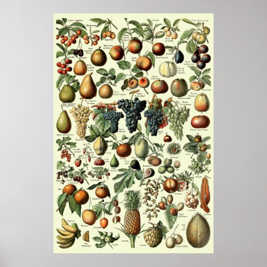Vintages Obst von Adolphe Millot Poster (Vorne)