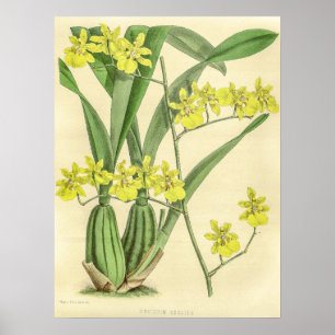 Vintages Oncidium Sessile Orchid Blume Poster