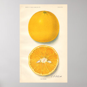Vintages Orangenposter Poster