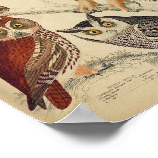 Vintages Owl Illustrations-Poster Poster (Ecke)