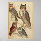 Vintages Owl Illustrations-Poster Poster (Vorne)
