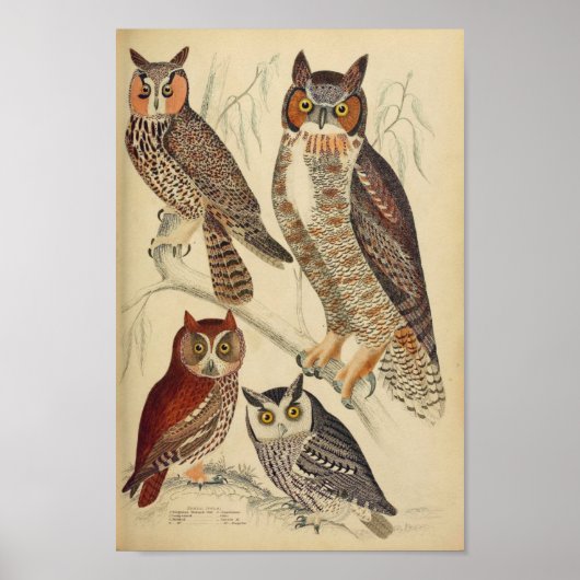 Vintages Owl Illustrations-Poster Poster (Vorne)