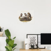 Vintages Owl Illustrations-Poster Poster (Heimbüro)
