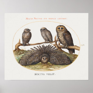 Vintages Owl Illustrations-Poster Poster