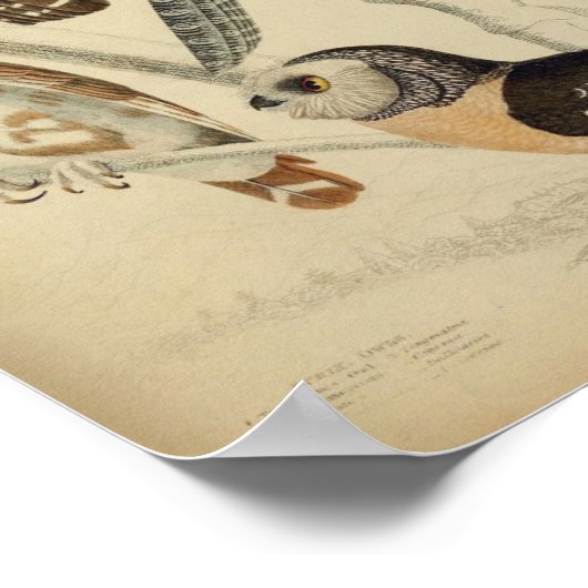 Vintages Owl Illustrations-Poster Poster (Ecke)