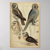 Vintages Owl Illustrations-Poster Poster (Vorne)