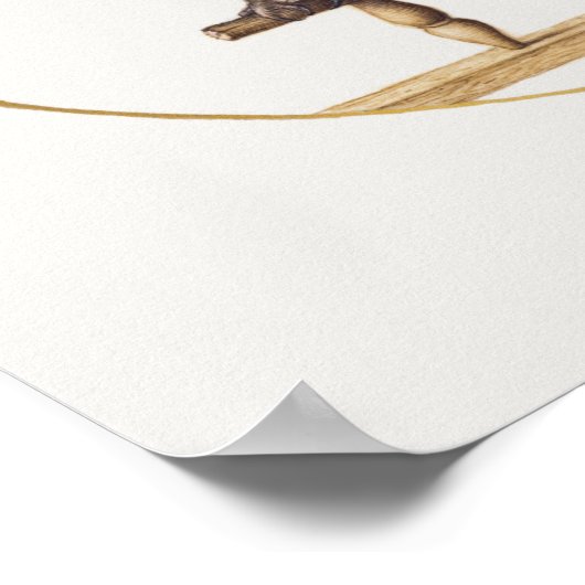 Vintages Owl Illustrations-Poster Poster (Ecke)