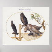 Vintages Owl Illustrations-Poster Poster (Vorne)
