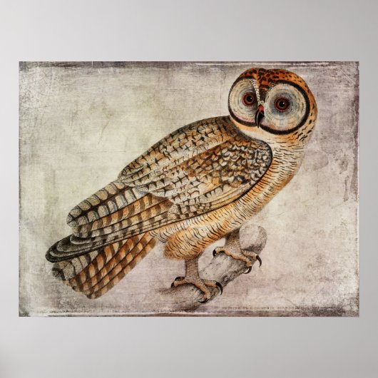 Vintages Owl Poster oder Decoupage Paper (Vorne)