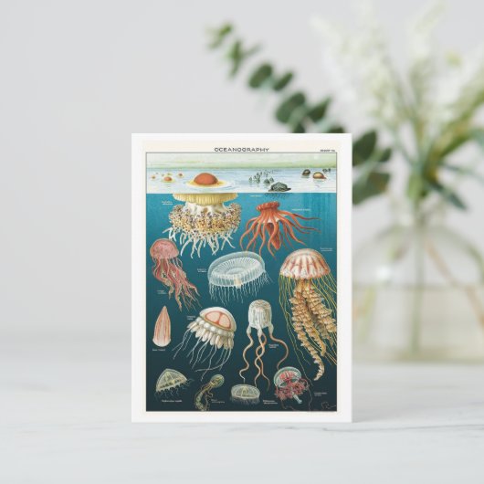 Vintages Ozeanographie-Quallen-Poster Postkarte (Stehend Vorderseite)