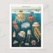 Vintages Ozeanographie-Quallen-Poster Postkarte (Vorderseite)