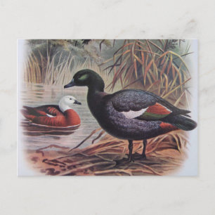 Vintages Paradies Postkarte