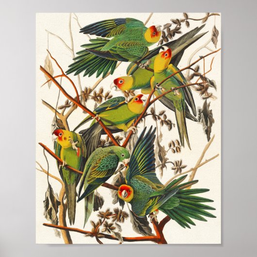 Vintages Parro Illustration Bird Lover Geschenk Poster (Vorne)