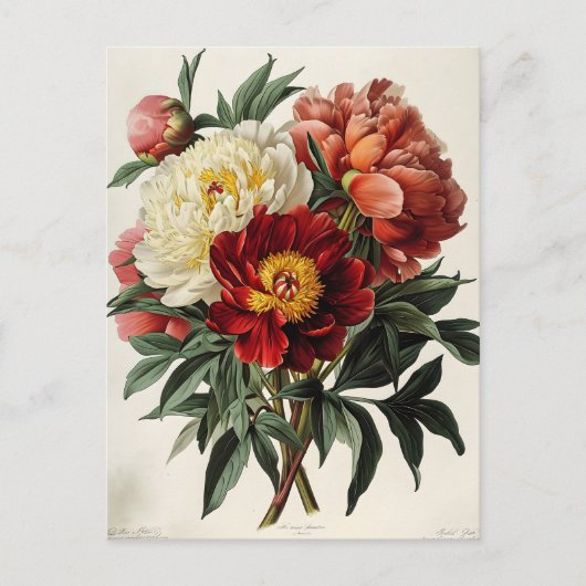 Vintages Peony: Zeitlose Blumendekoration Postkarte (Vorderseite)