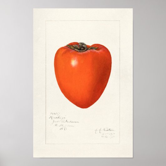 Vintages Persimmon Fruchtfarben-Malerei Poster (Vorne)