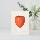 Vintages Persimmon Fruchtfarben-Malerei Postkarte (Stehend Vorderseite)