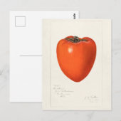 Vintages Persimmon Fruchtfarben-Malerei Postkarte (Vorne/Hinten)