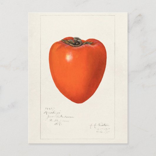 Vintages Persimmon Fruchtfarben-Malerei Postkarte (Vorderseite)