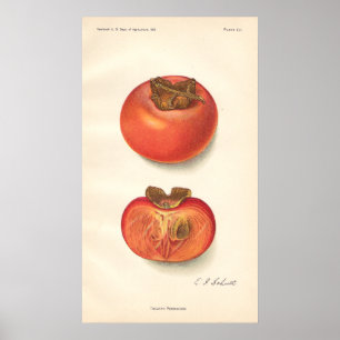 Vintages Persimone-Plakat Poster
