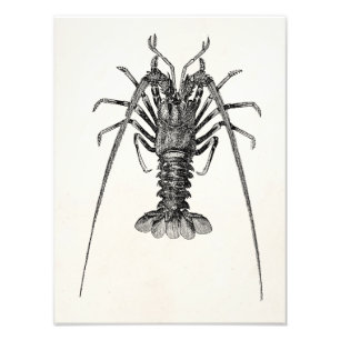 Vintages Personalisiertes Spiny-Hummer-Template Fotodruck