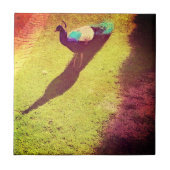 Vintages Pfau auf grünem Grasrasen Fliese (Vorderseite)