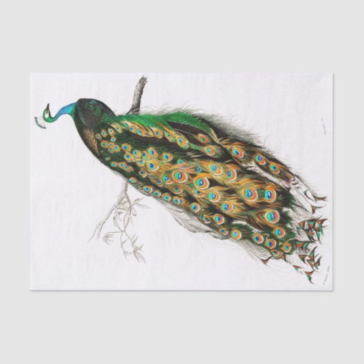 Vintages Pfauengeflechtpapier Seidenpapier (Vorderseite)