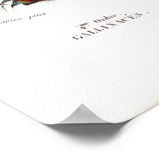 Vintages Pfauenposter Poster (Ecke)