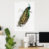 Vintages Pfauenposter Poster (Heimbüro)