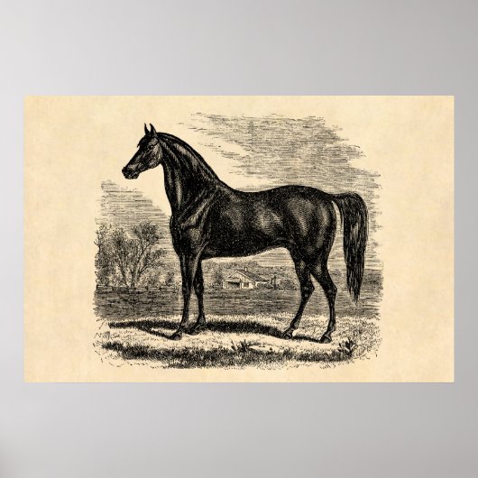Vintages Pferd aus den 1800er Jahren - Pferdevorla Poster (Vorne)