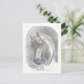 Vintages Pferd Postkarte (Stehend Vorderseite)