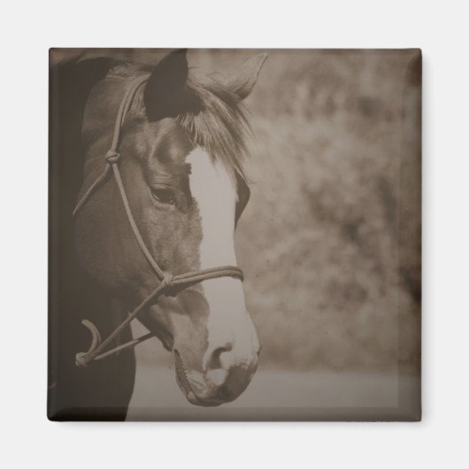 Vintages Pferdemagnet Magnet (Vorne)