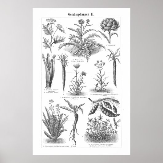 Vintages pflanzliches Pflanzenkopfblatt Botanische Poster (Vorne)