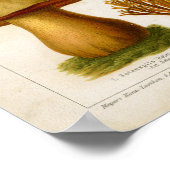 Vintages Pilze-Pilze-Varieté Rot-Grün-Print Poster (Ecke)