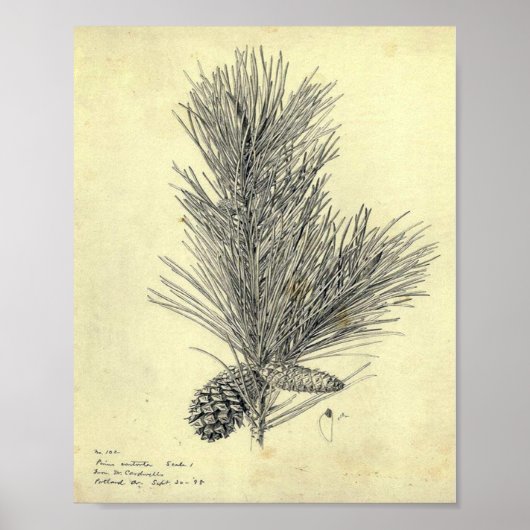 Vintages Pine Branch Poster (Vorne)